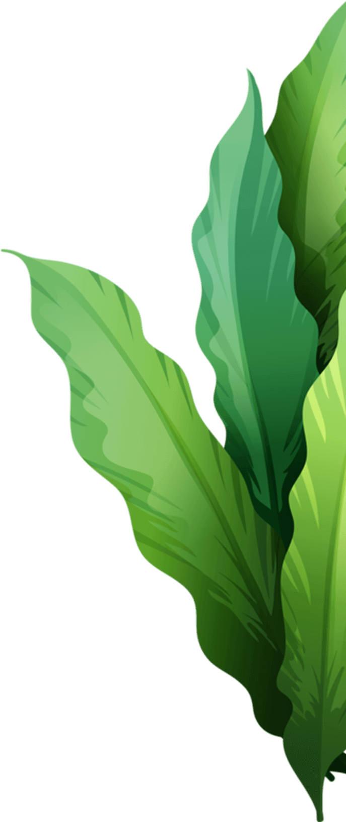 leaf